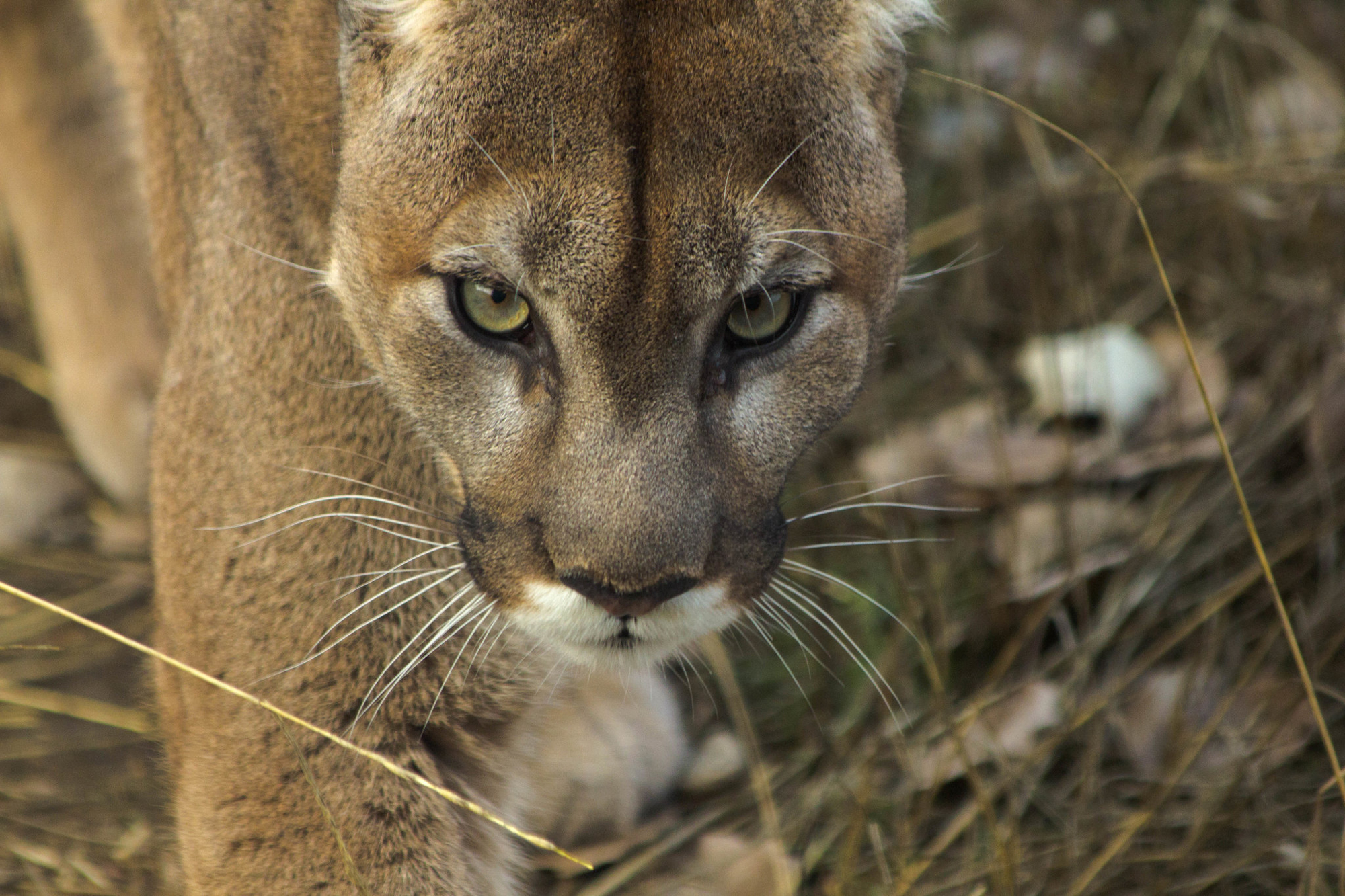 Cougar